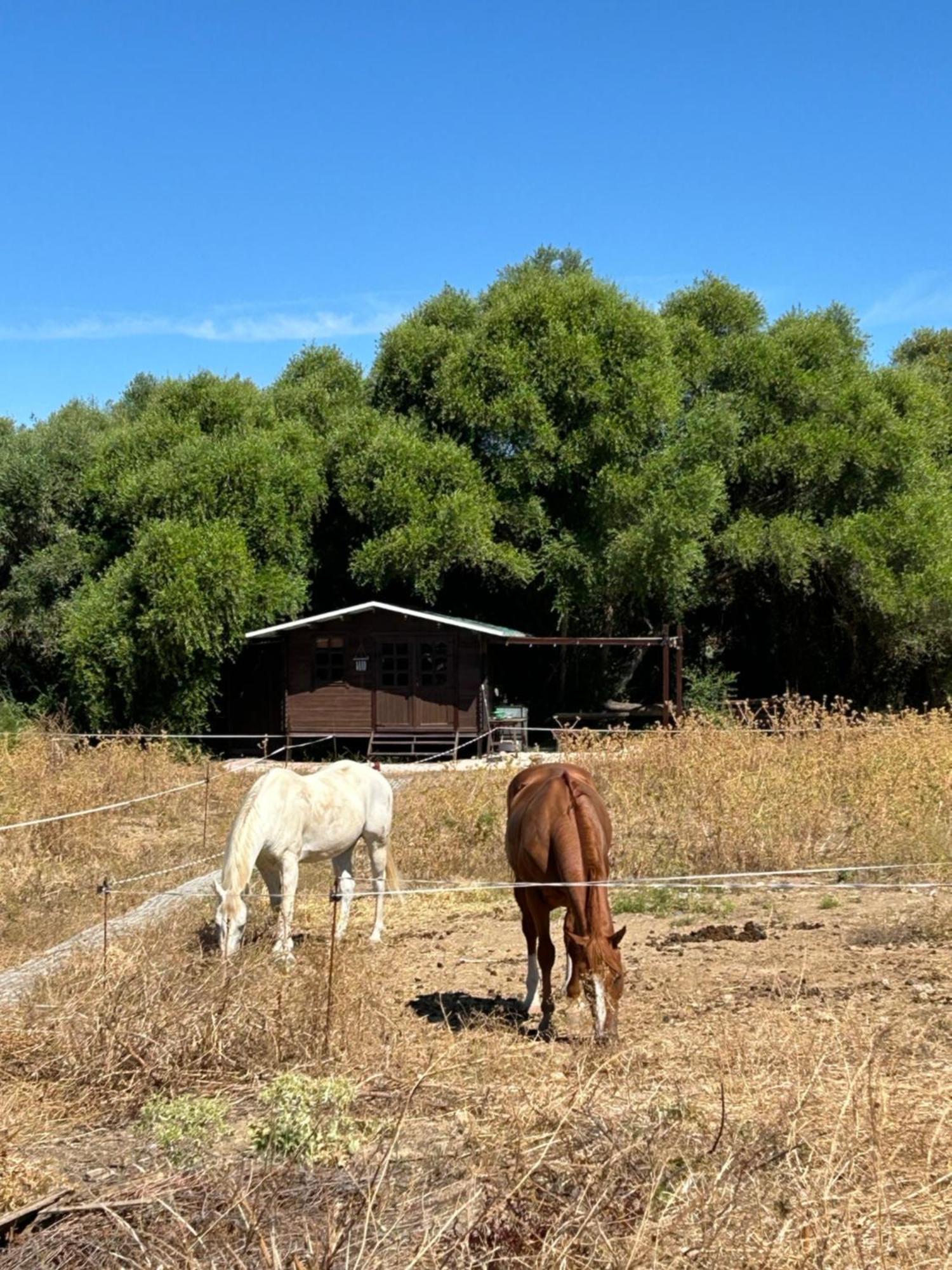 Cabana Rustica En Un Rancho Con Caballos, Prado Del Rey, Andalucia Εξωτερικό φωτογραφία
