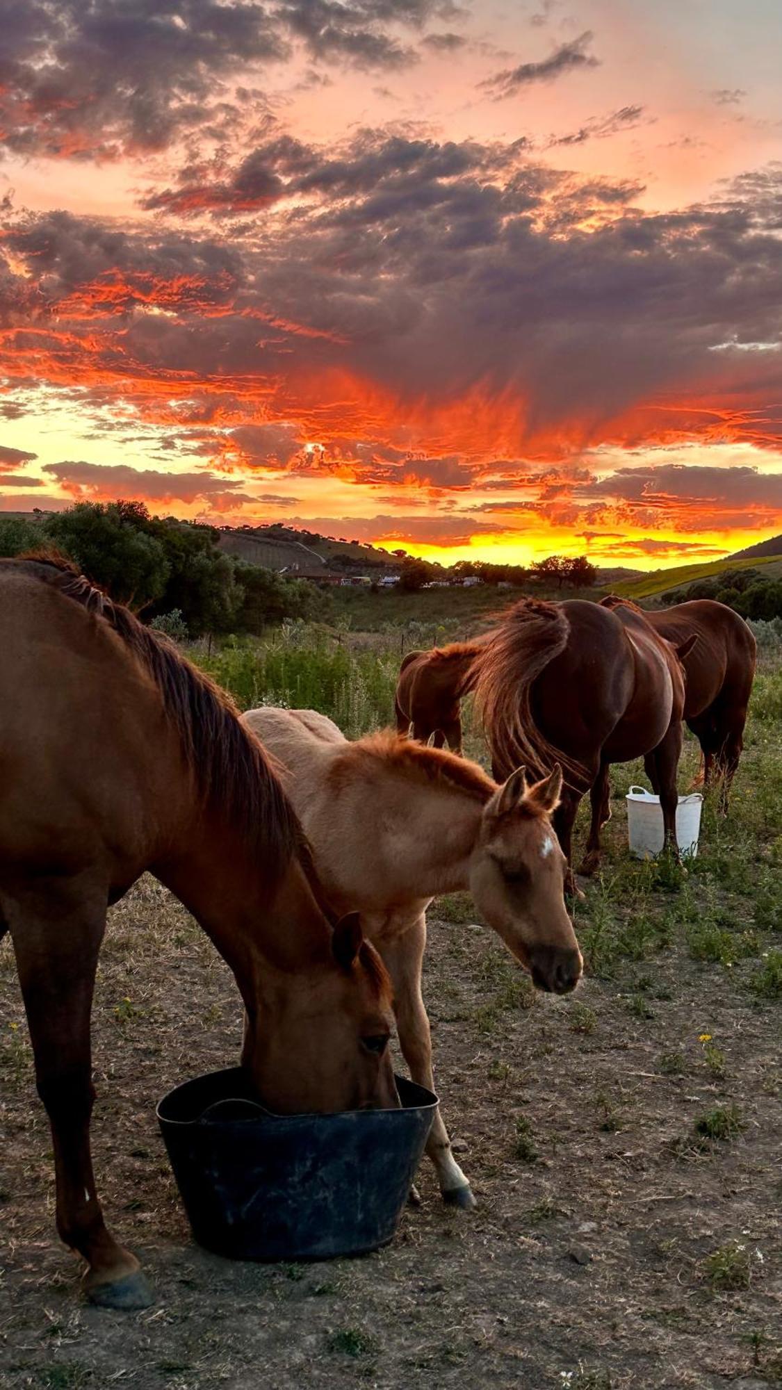 Cabana Rustica En Un Rancho Con Caballos, Prado Del Rey, Andalucia Εξωτερικό φωτογραφία