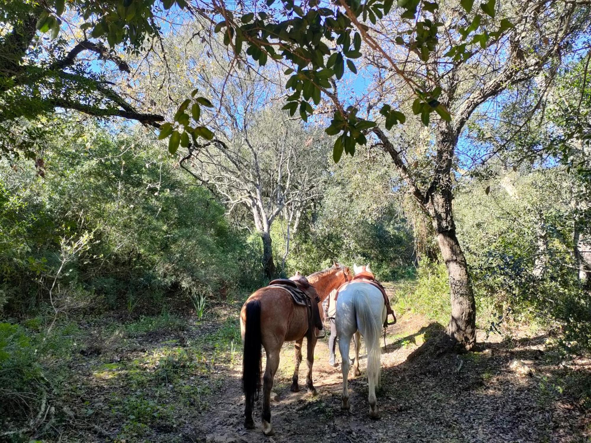 Cabana Rustica En Un Rancho Con Caballos, Prado Del Rey, Andalucia Εξωτερικό φωτογραφία