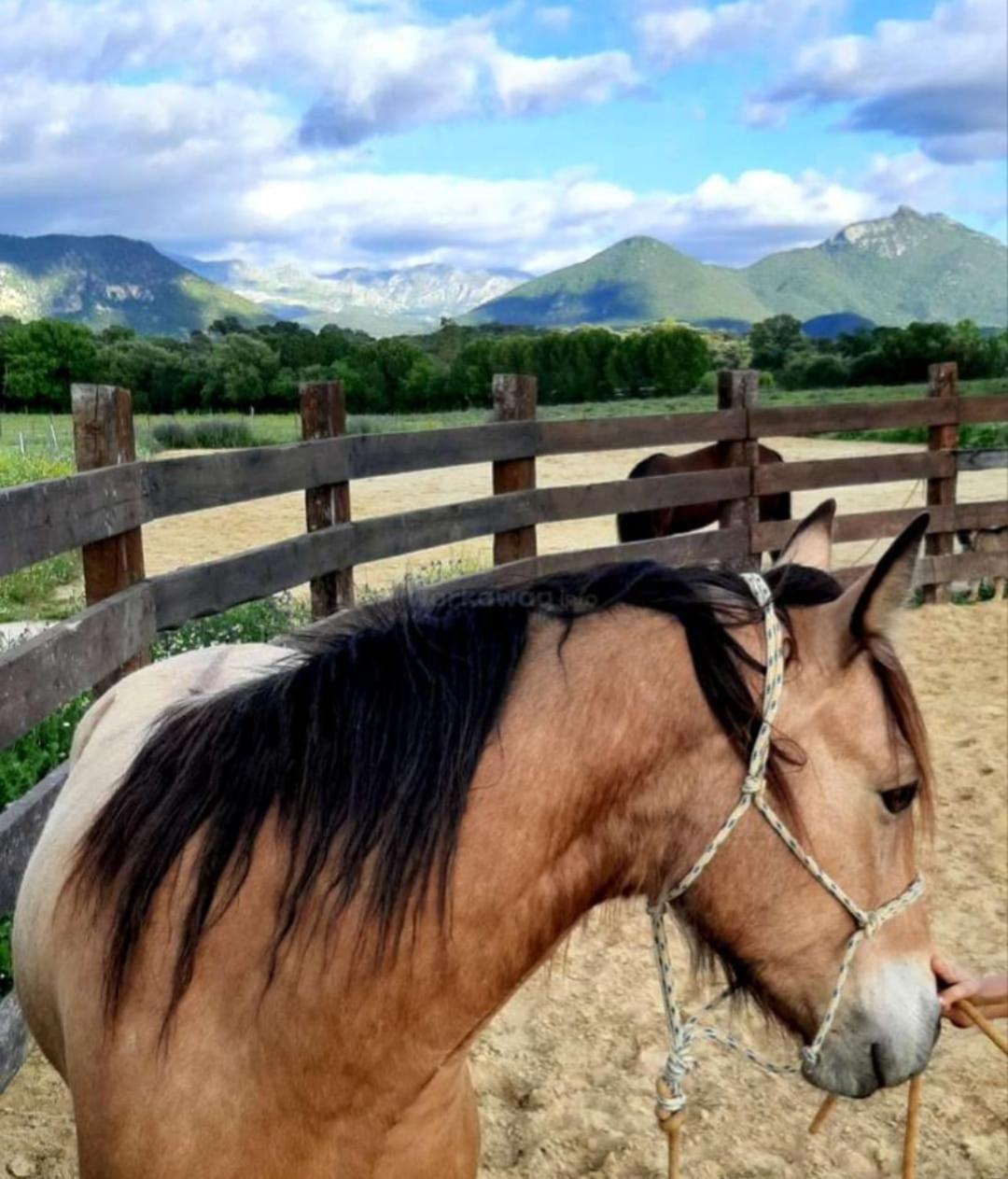 Cabana Rustica En Un Rancho Con Caballos, Prado Del Rey, Andalucia Εξωτερικό φωτογραφία